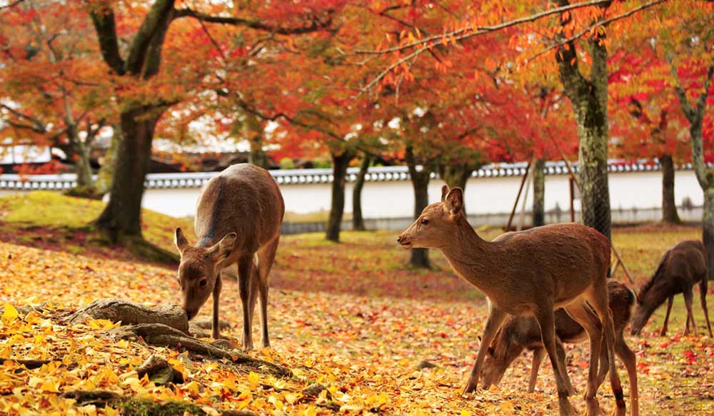 Nara city