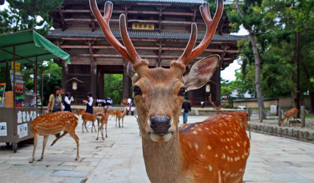 Nara city