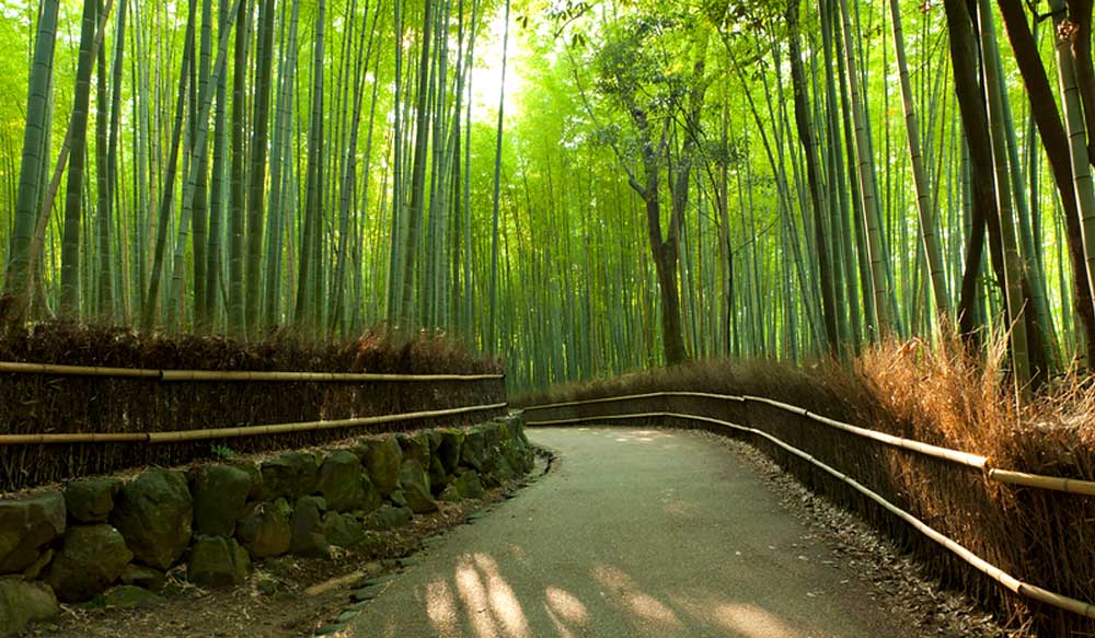 Bamboo Forest